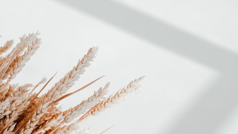 Webinar GRATUITO: Essenza e Legge di Attrazione